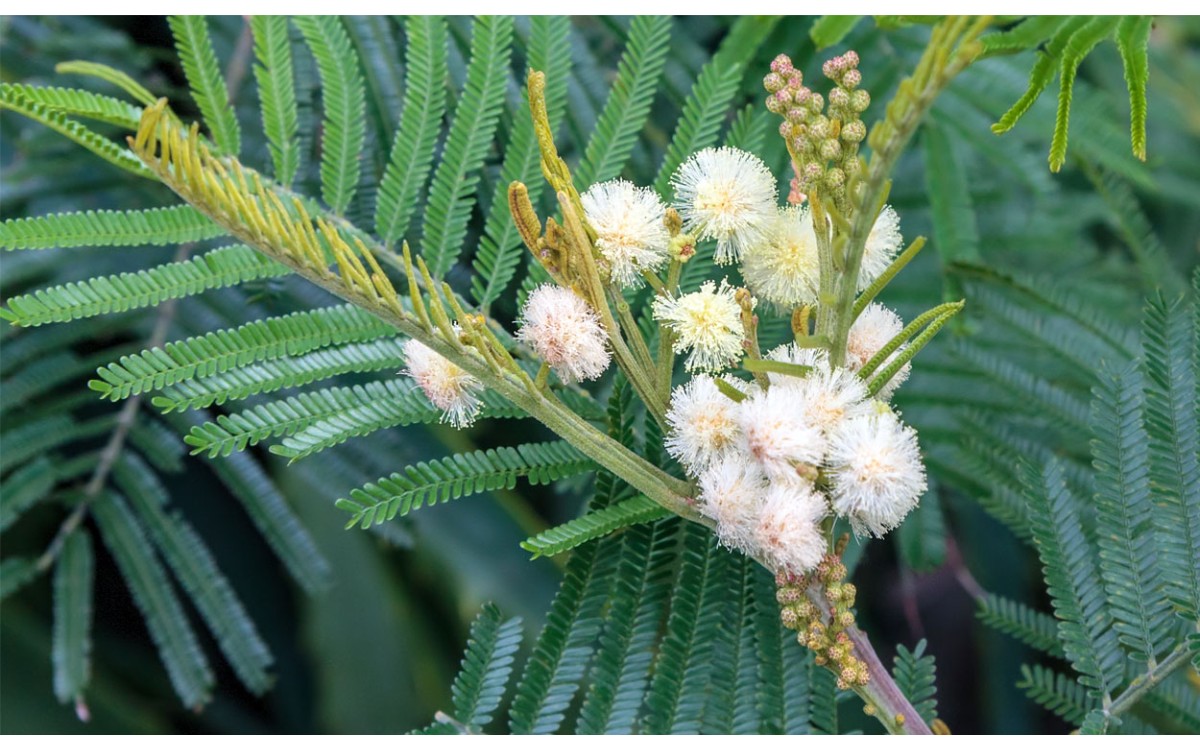 Acacia mearnsii De Wild también es conocida por Acacia mearnsii, Acacia negra, Acacia-del-centenário