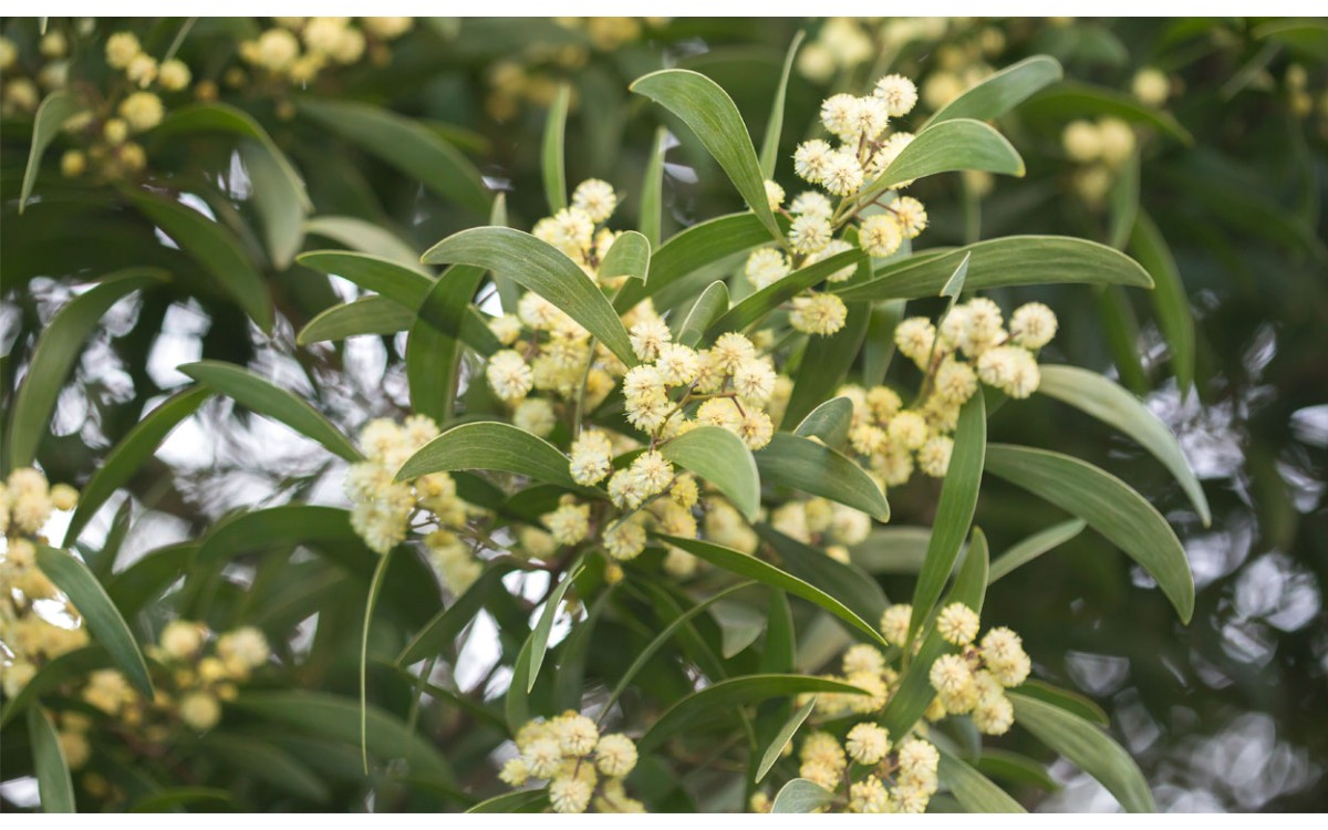 Acacia melanoxylon R.Br. también conocida por Acacia, Acacia de leño negro, Acacia de los filodios, 