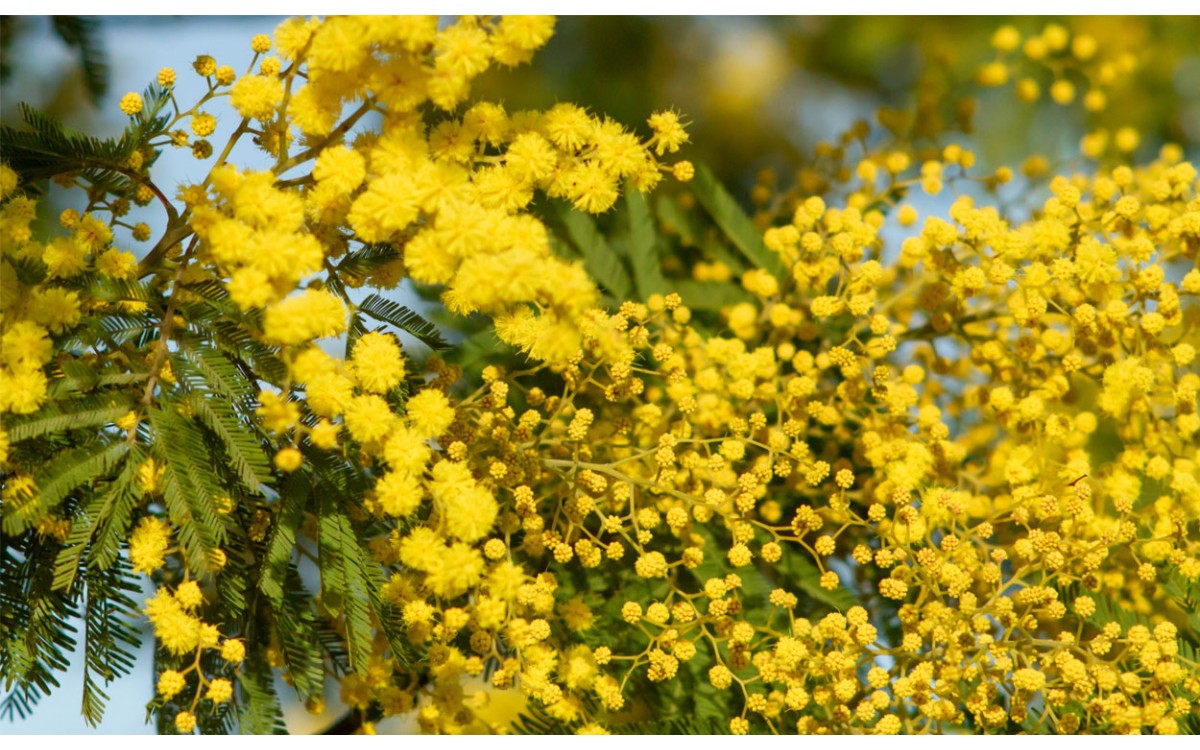 Acacia pycnantha Benth., Mimosa, Aromo Blanco o Colvin Mimosa