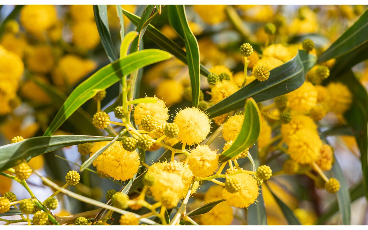 Acacia retinodes Schltdl. o Acacia retinodes