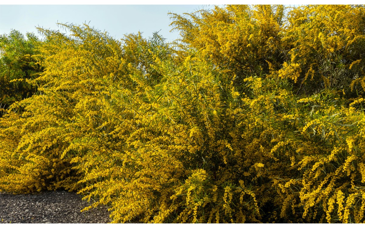 Acacia saligna, Acacia cyanophylla, Acacia, Mimosa, Acacia azul, Acacia azulada, Acacia de hoja azul