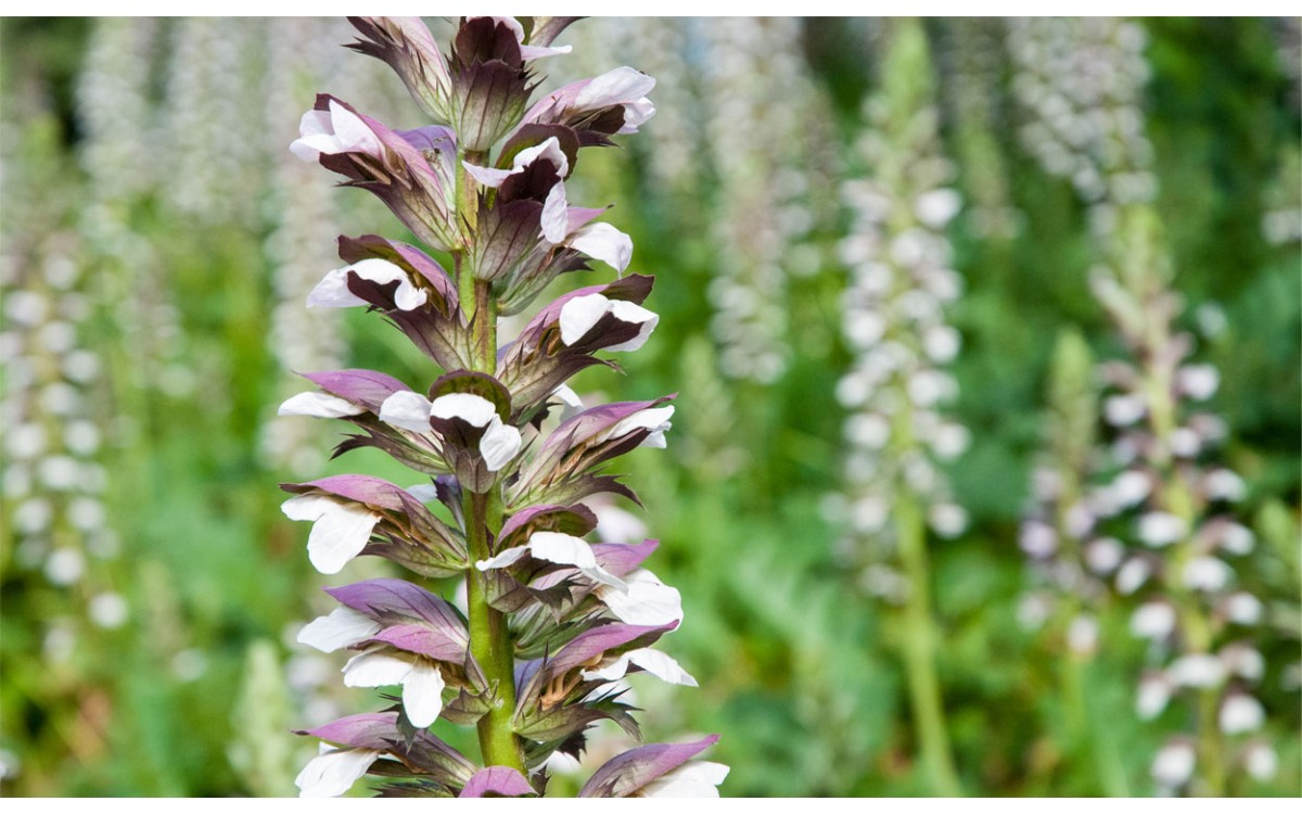 Acanthus mollis, Acanto, Ala de ángel, Netrnati akant, Erva-gigante, Ala de angel, Cucaracha