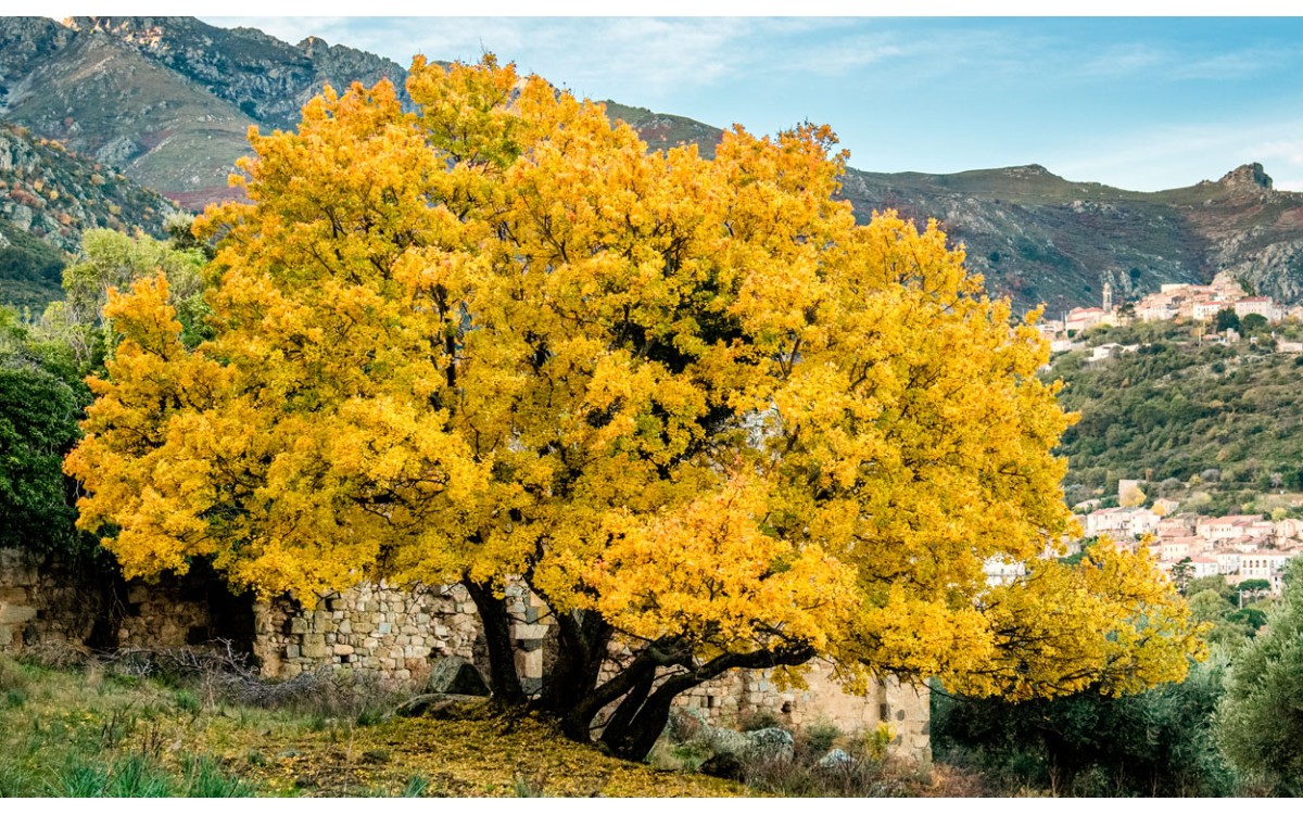 Acer monspessulanum L. también conocido por Arce de Montpellier, Mundillo, Acirón, Trokrpi javor, Af