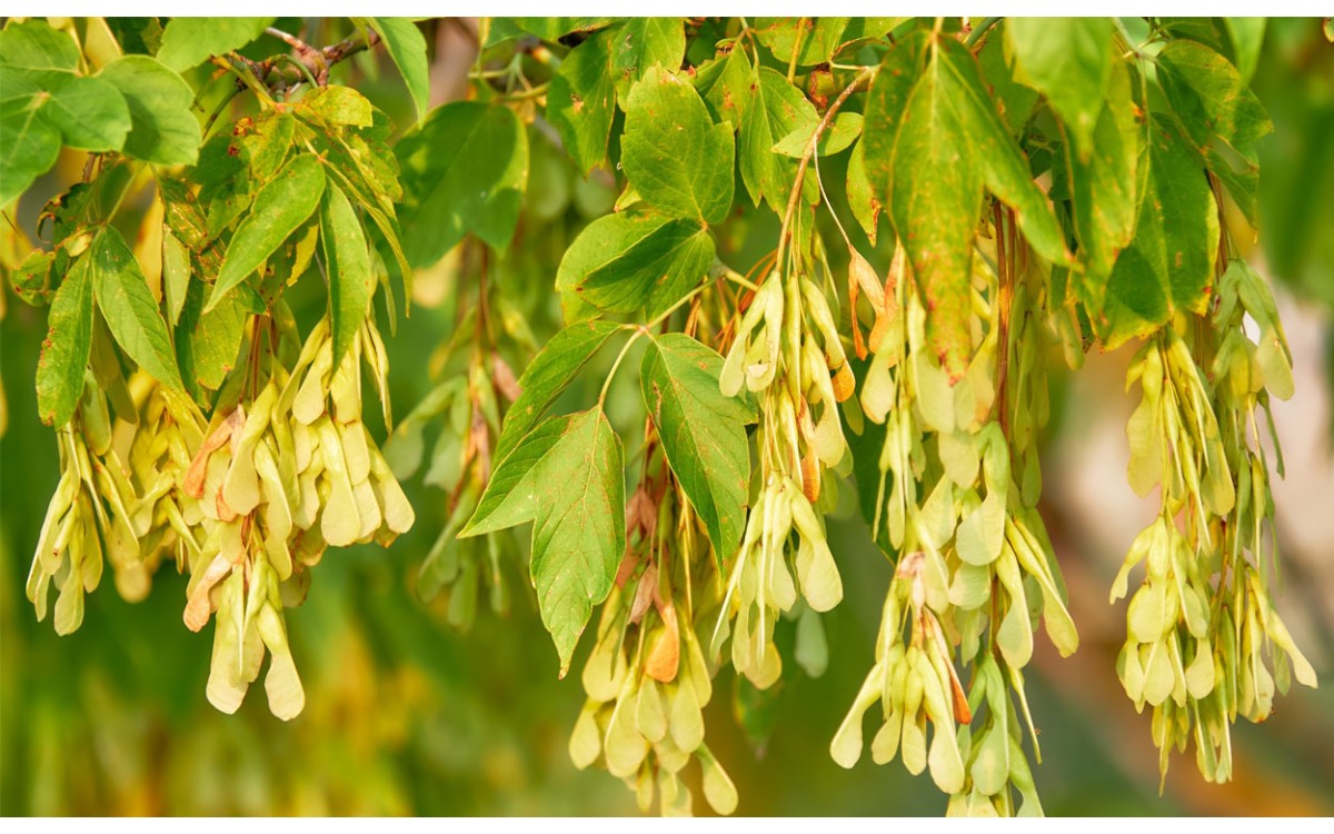 Acer negundo L. conocido también por los siguientes nombres: Arce de hoja de fresno, Negundo, Arce n