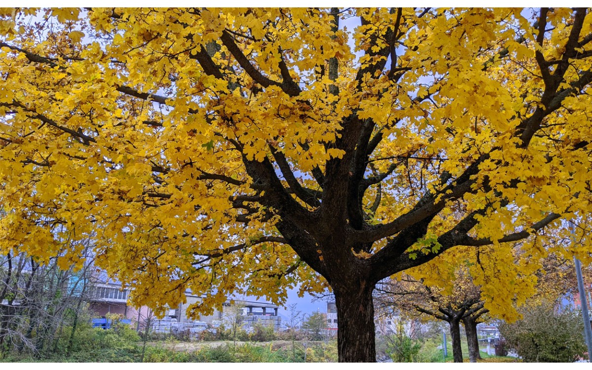 Acer opalus Mill. conocido como Acirón, Asar, Illón, Orón o Arce