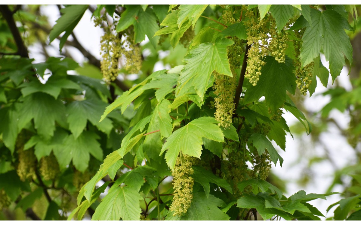 Acer pseudoplatanus L. conocido como Arce blanco, Falso plátano, Sicomoro, Beli javor, Plátano-basta