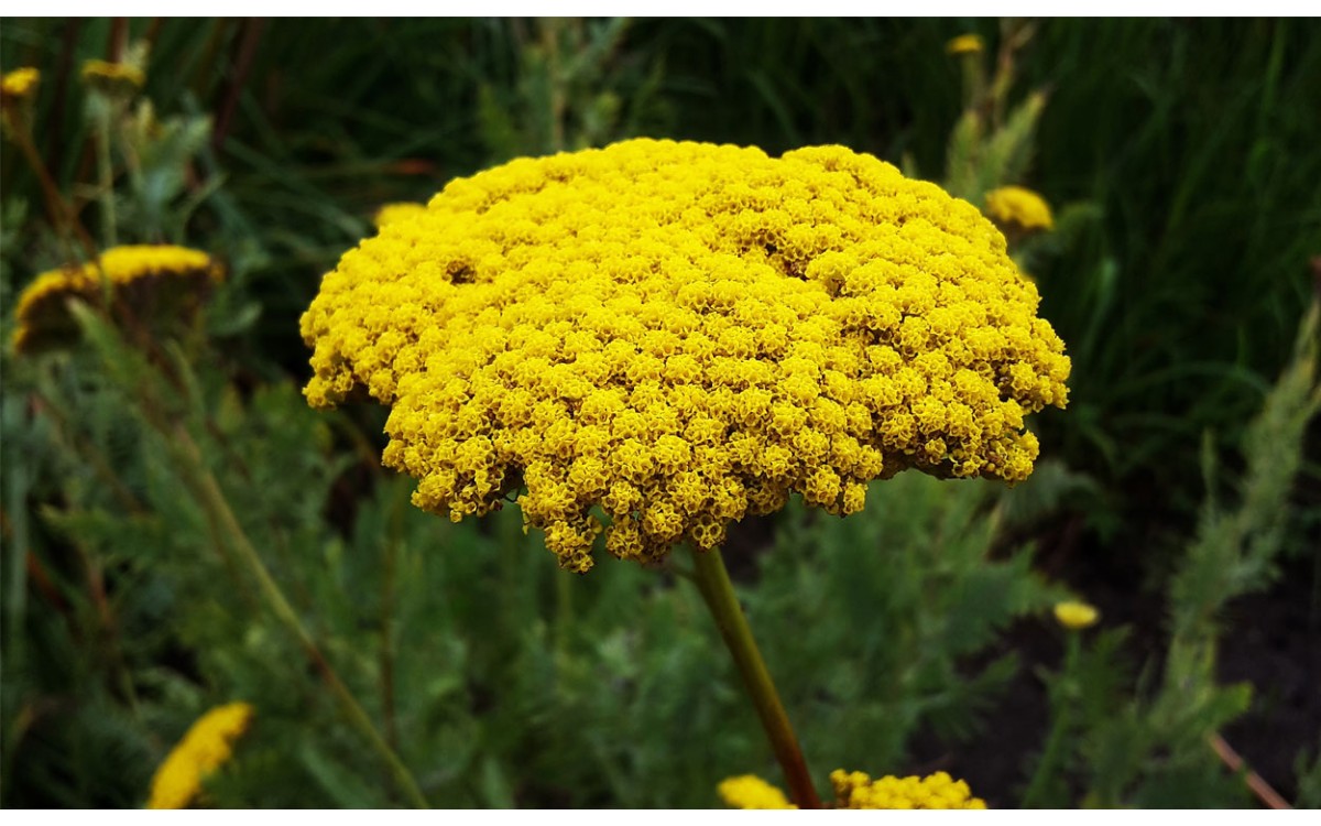 Achillea ageratum L. conocida como Altareina, Hierba Julia, Agerato, Artemisa basta, Altarreina o Ar