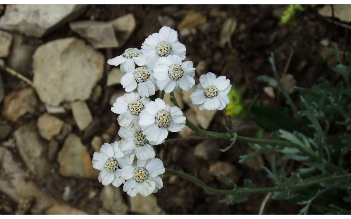 Achillea atrata L. o Črnikasti pelin