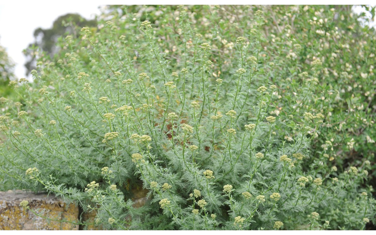 Achillea chamaemelifolia Pourr. Esta planta, también llamada milhojas de manzanilla, milfulles de ca