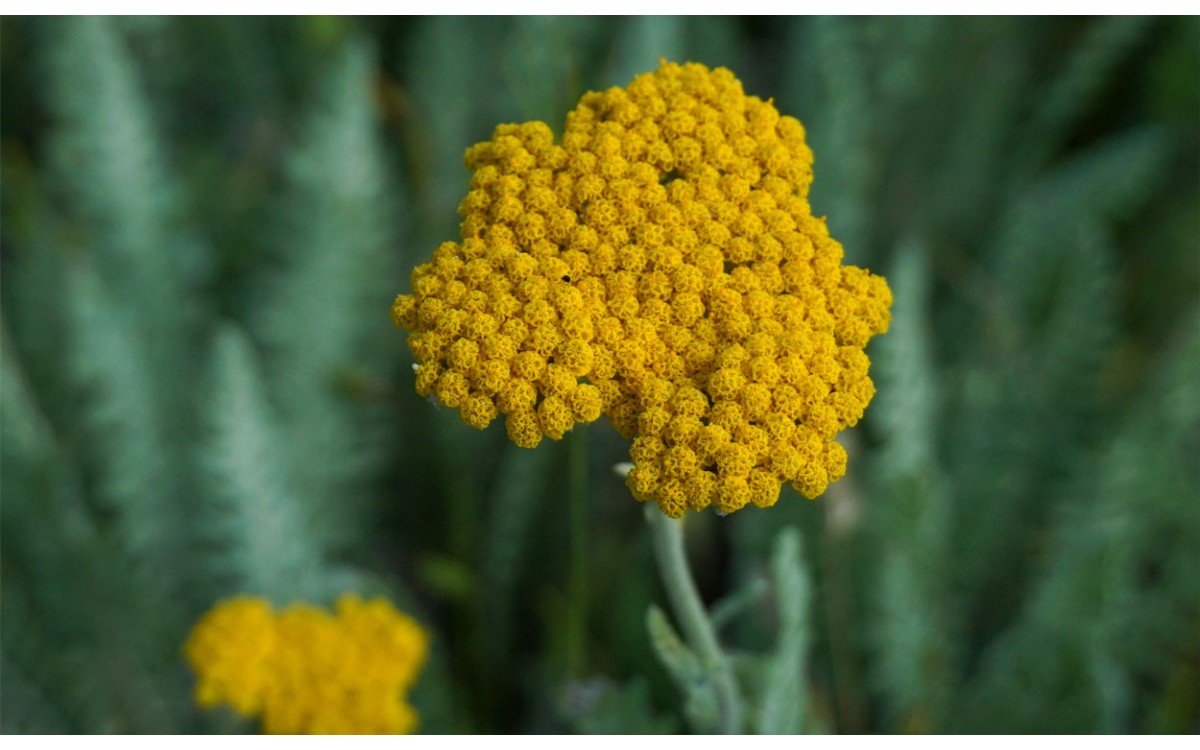 Achillea clypeolata Sm. también conocida como Achillea borzana