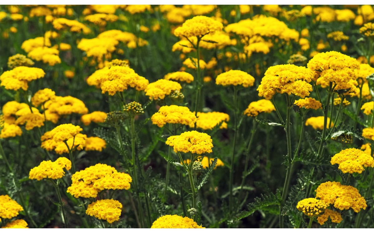 Achillea filipendulina Lam. también conocida como Aquilea amarilla, Milenrama dorada, Rumeni rman o 