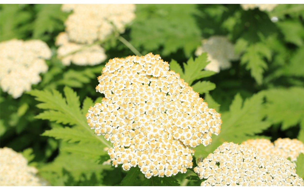 Achillea macrophylla L. se conoce con otros nombres comunes, como milenrama de hoja ancha, milhojas 