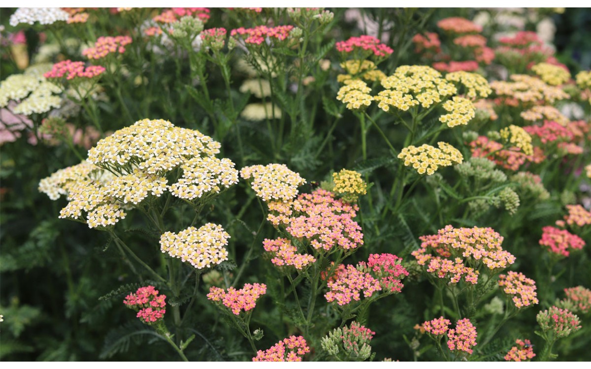 Achillea millefolium L. es también conocida como Navadni rman, Milefólio, Aquilea, Mil hojas, pereji