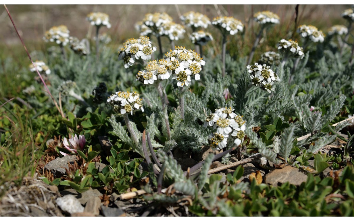 Achillea nana L. también se conoce como milenrama enana, iva o millefoglio nano