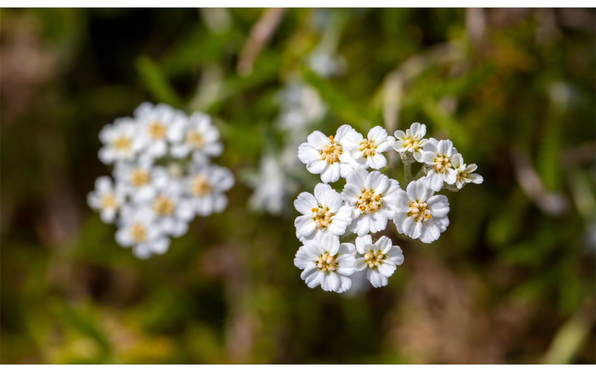 Achillea nobilis L. es también conocida como Milenrama noble, Aquilea, Manzanilla amarga o millefogl