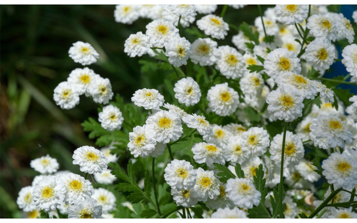 Achillea ptarmica L. También conocida por Botón de plata, Hierba de los estornudos, Botón de oro, hi