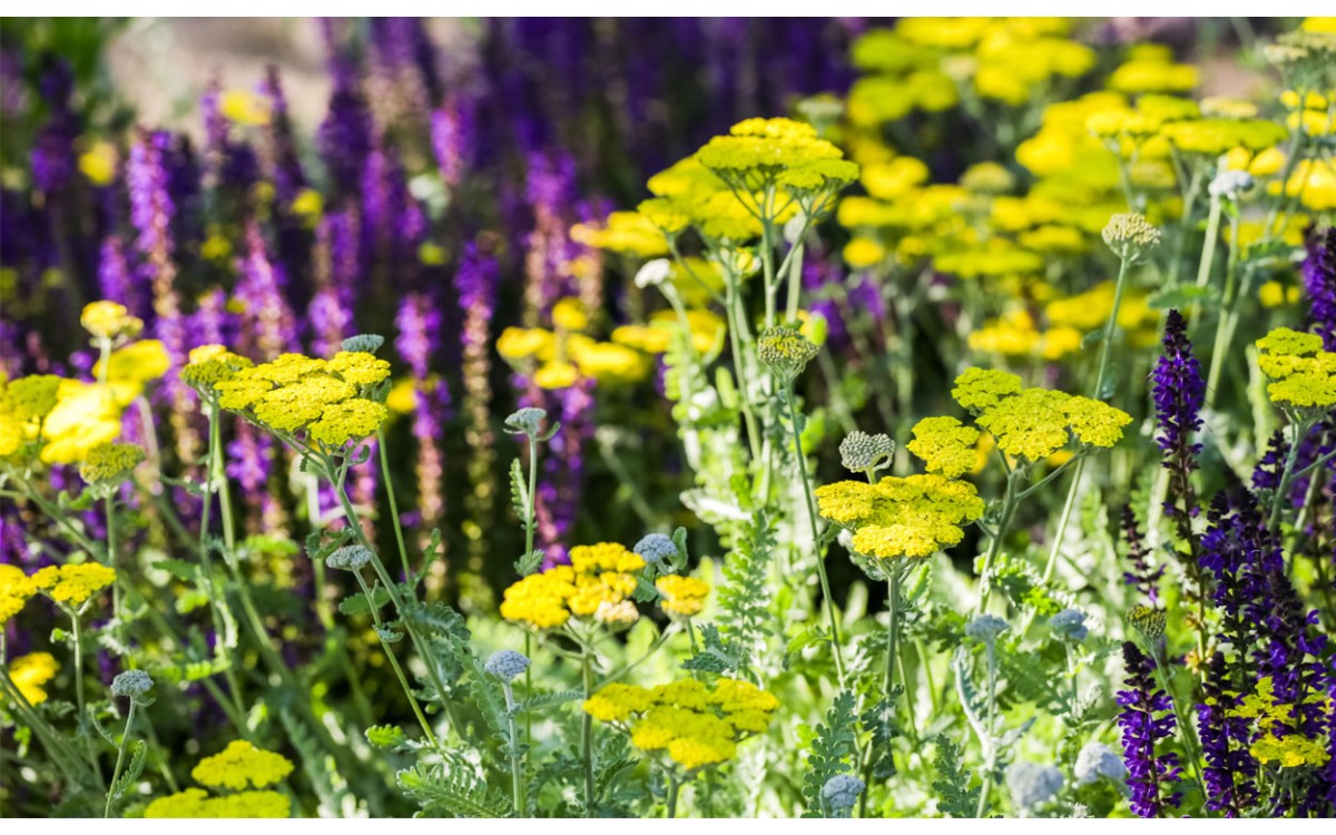 Achillea tomentosa L. conocida como Estratiote, Milenrama, Milenrama amarilla, Milenrama Borrosa, Mi