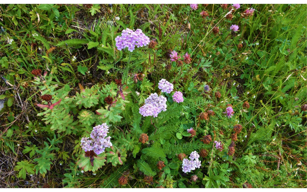 Achillea × roseoalba Ehrend.