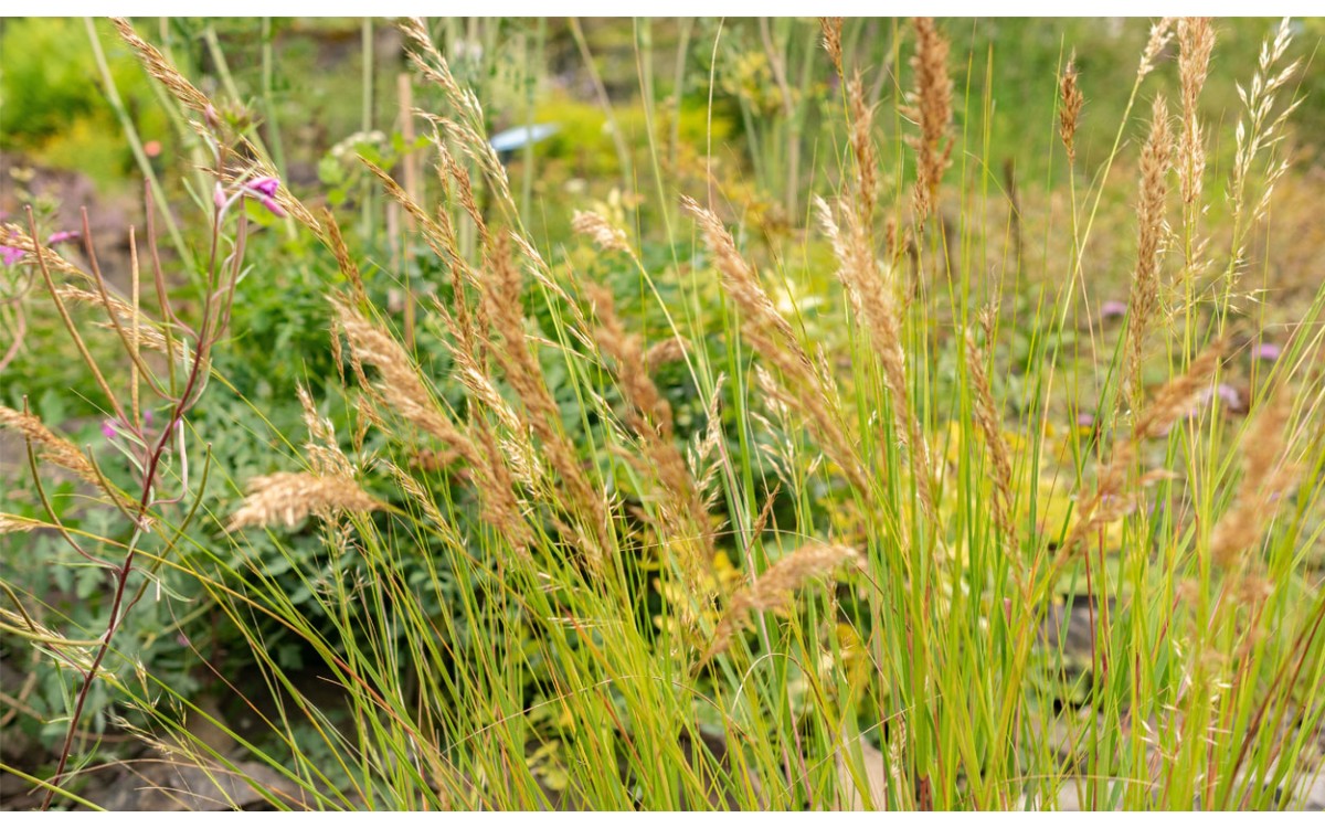 Achnatherum bromoides (L.) P.Beauv. también se le conoce por Stipa bromoides, Agrostis bromoides o A