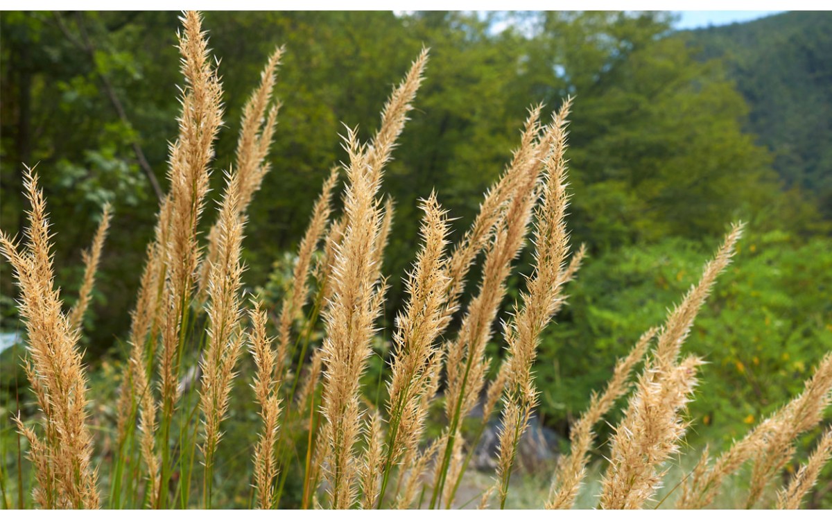 Achnatherum calamagrostis (L.) P.Beauv. espiga de plata, cola de faisán, stipa calamagrostis, spear 