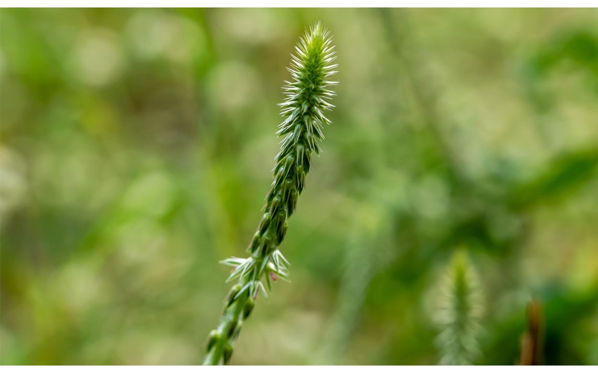 Achyranthes aspera L. una planta con propiedades medicinales y varios nombres Rabo de Gato, cadillo 