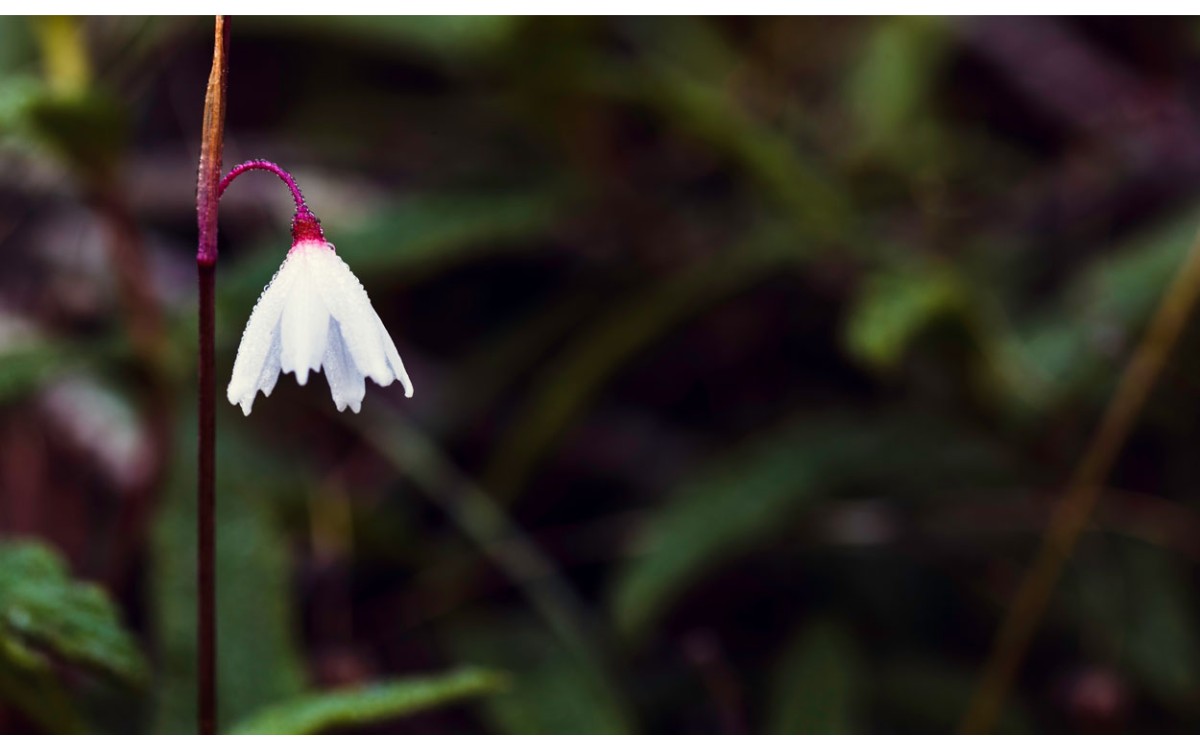 Acis autumnalis (L.) Sweet conocida también por Campanilla de otoño, Leucoio de otoño o Azucena de S