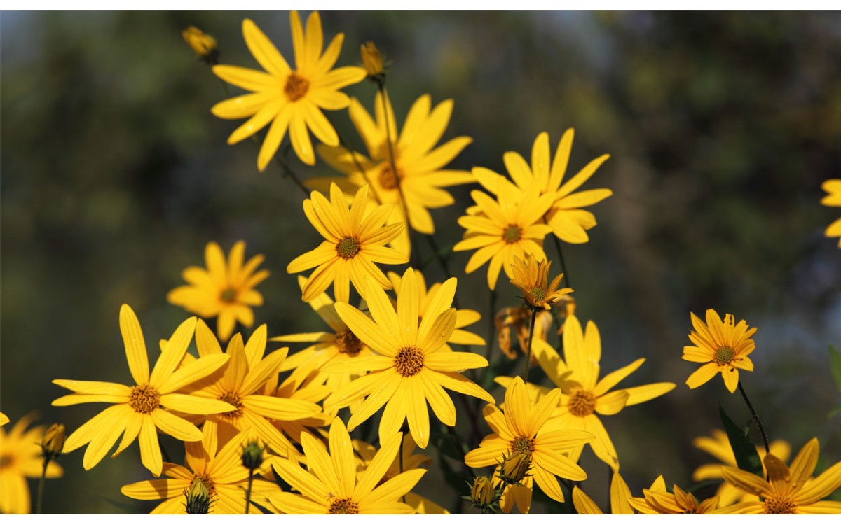 Añade un toque de amarillo a tu jardín con estas plantas con flores amarillas