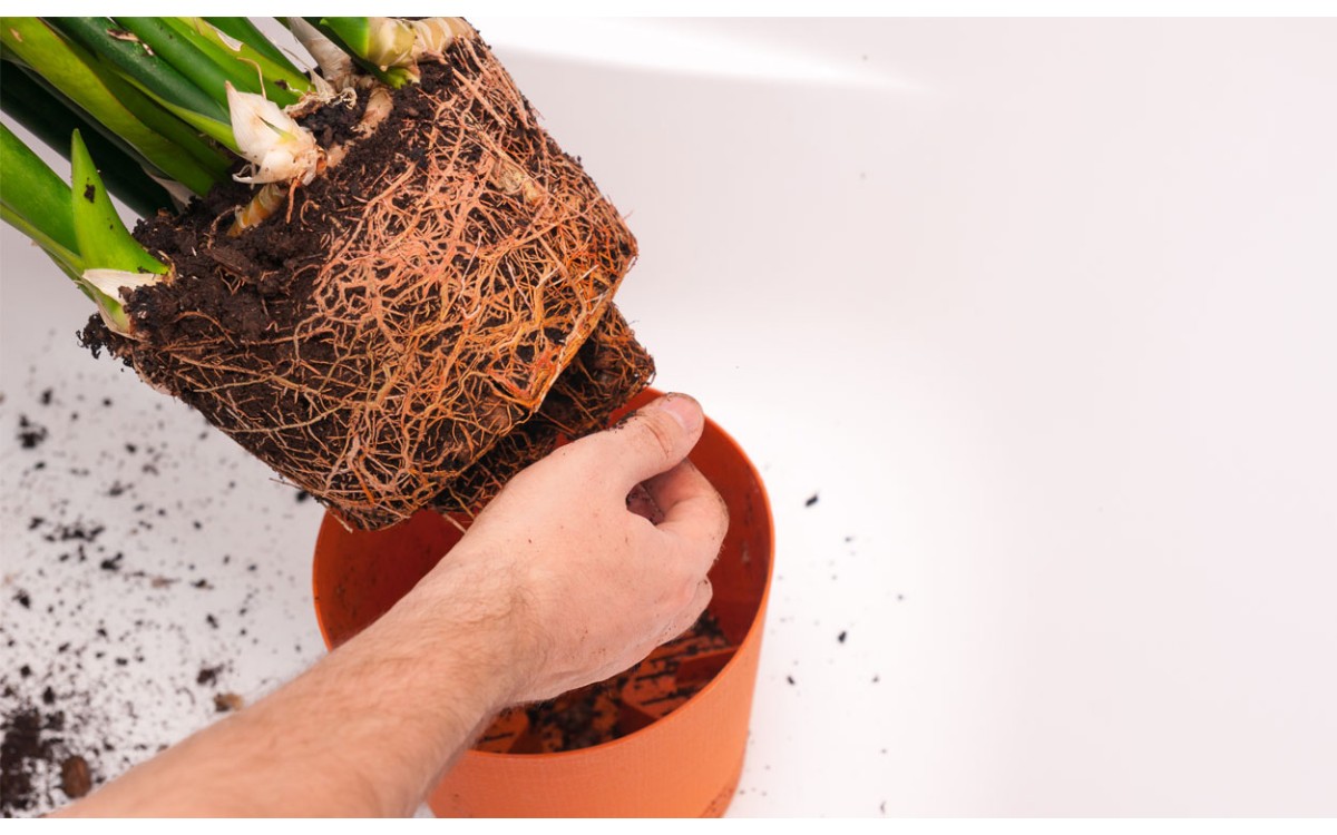Aprende a cuidar la sansevieria, una planta de interior estilizada y elegante