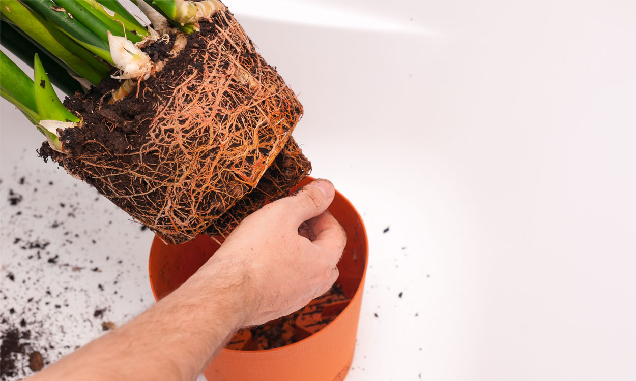 Cómo cuidar la sanseviera - Descubre como hacer que esta planta de interior  dure lo máximo posible