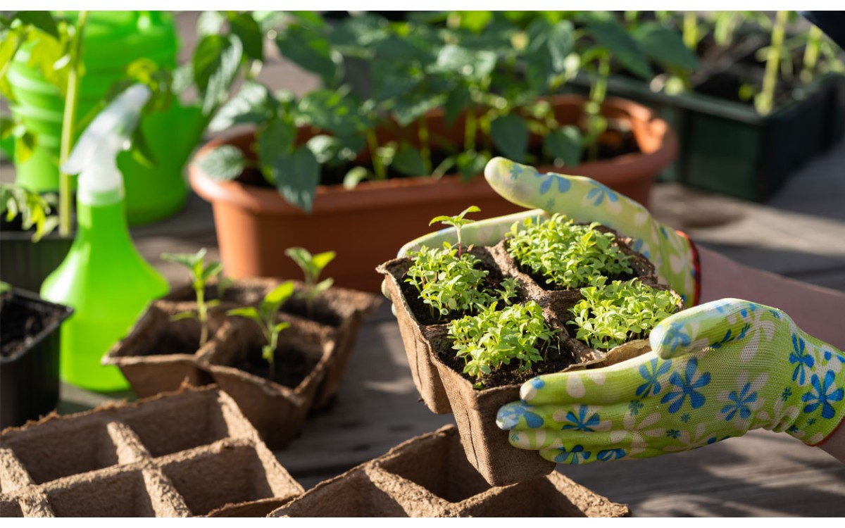 Aprende a cultivar un jardín más sostenible y ecológico