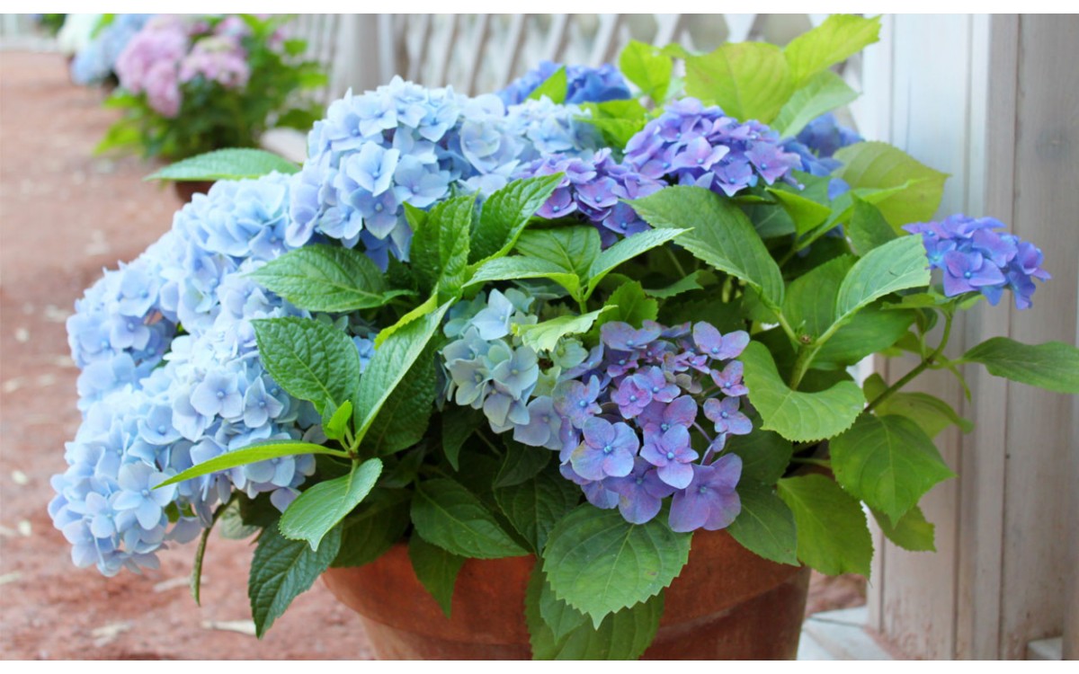Aprende como plantar Hortensias azules en maceta