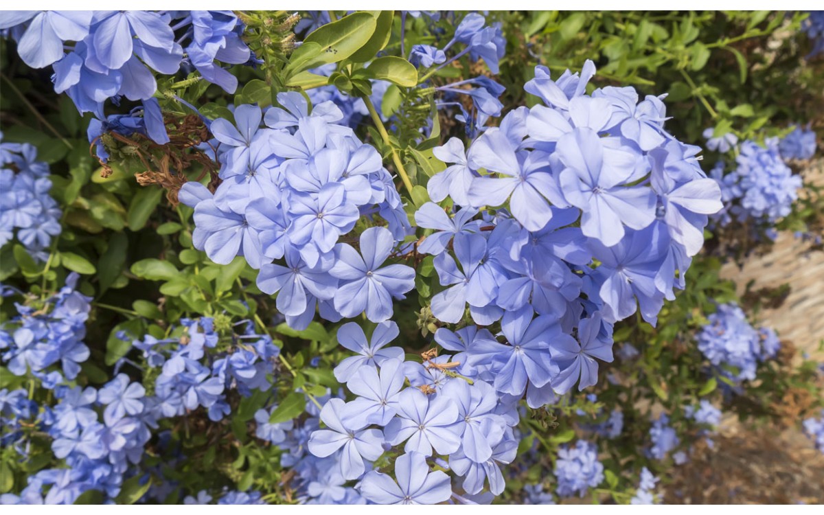 Aprende todo lo que necesitas para cuidar el jazmín azul o el plumbago