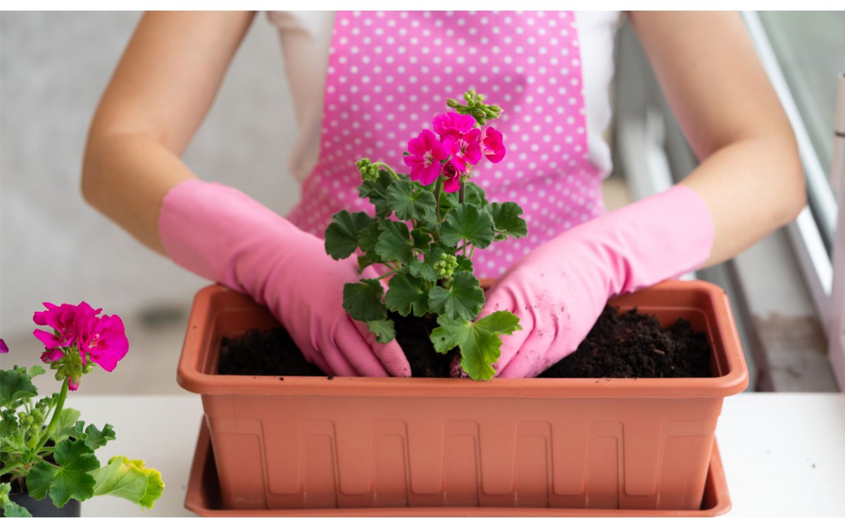 Aprendiendo como plantar un geranio