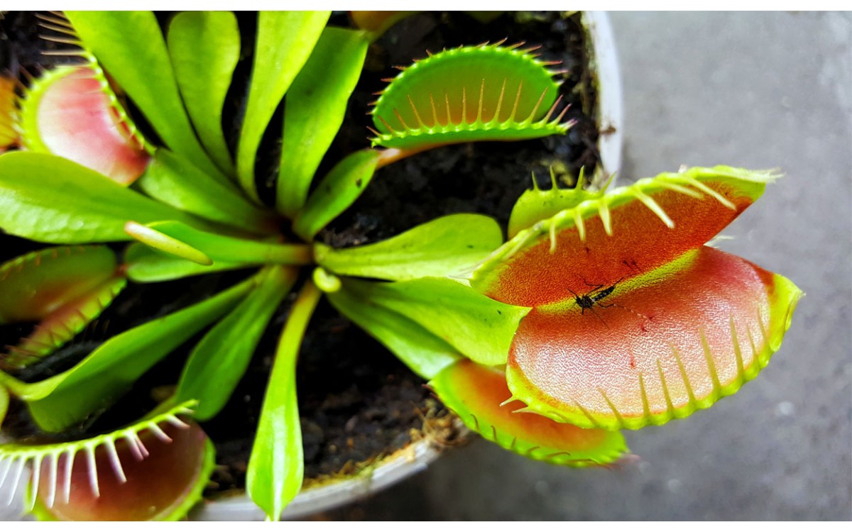 Aquí hay algunas cosas que necesita saber si su objetivo es cultivar plantas carnívoras en su propio