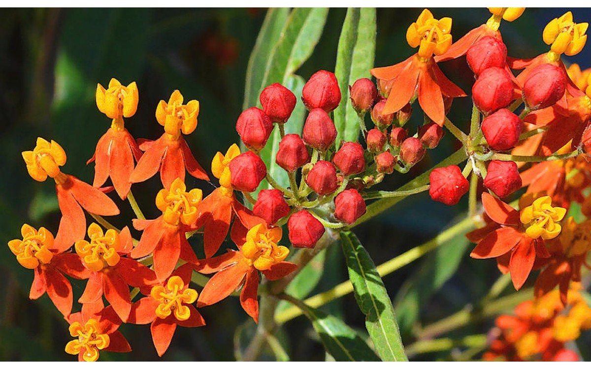 Asclepias curassavica L