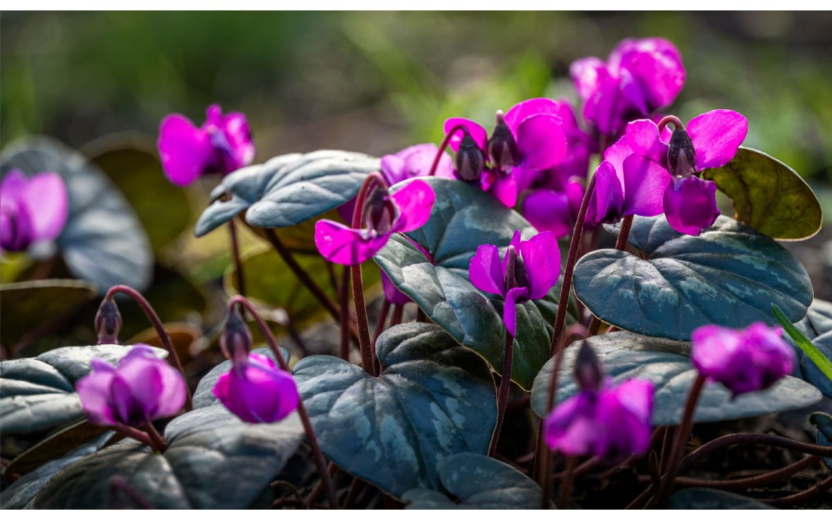 Así es como cuidas tus plantas de exterior en otoño