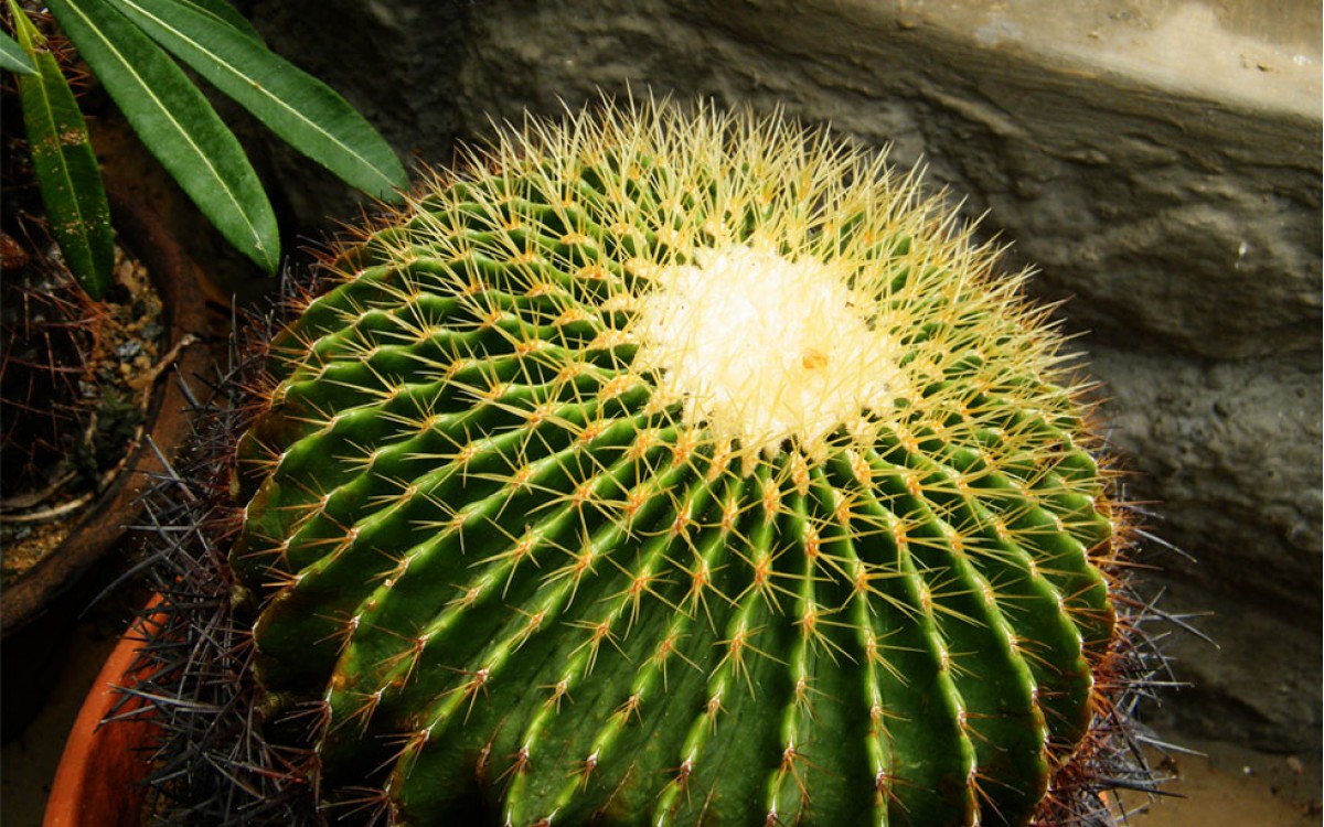 Asiento de Suegra o Cactus ECHINOCACTUS GRUSONII