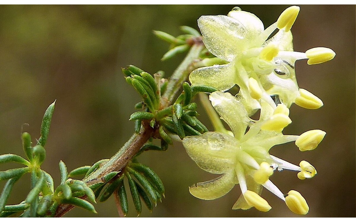 Asparagus acutifolius L, comúnmente conocido como espárrago silvestre, Esparraguera silvestre, Espár