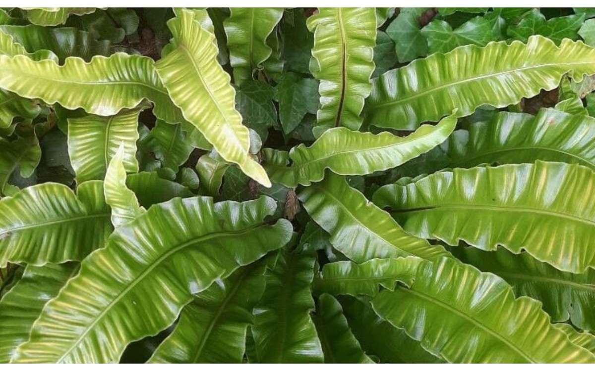 Asplenium scolopendrium L