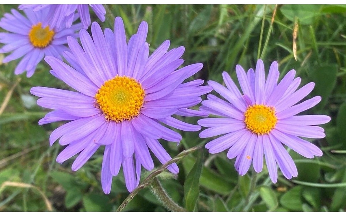 Aster alpinus L