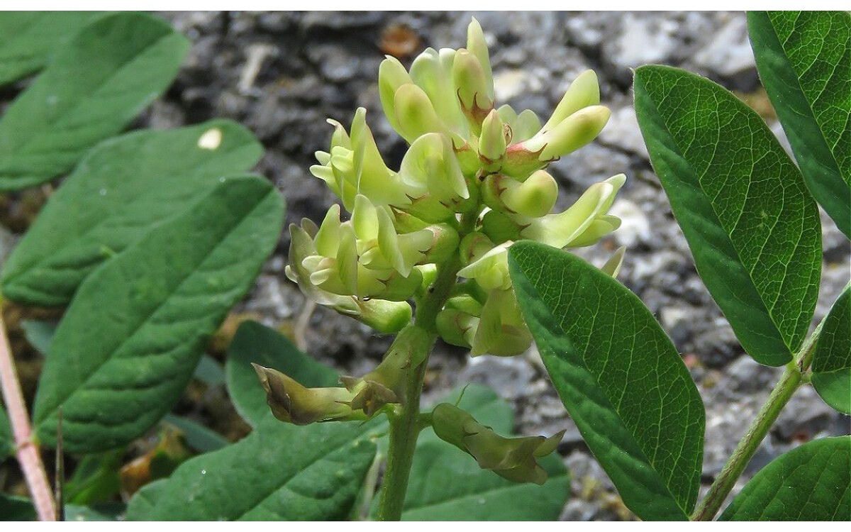 Astragalus glycyphyllos