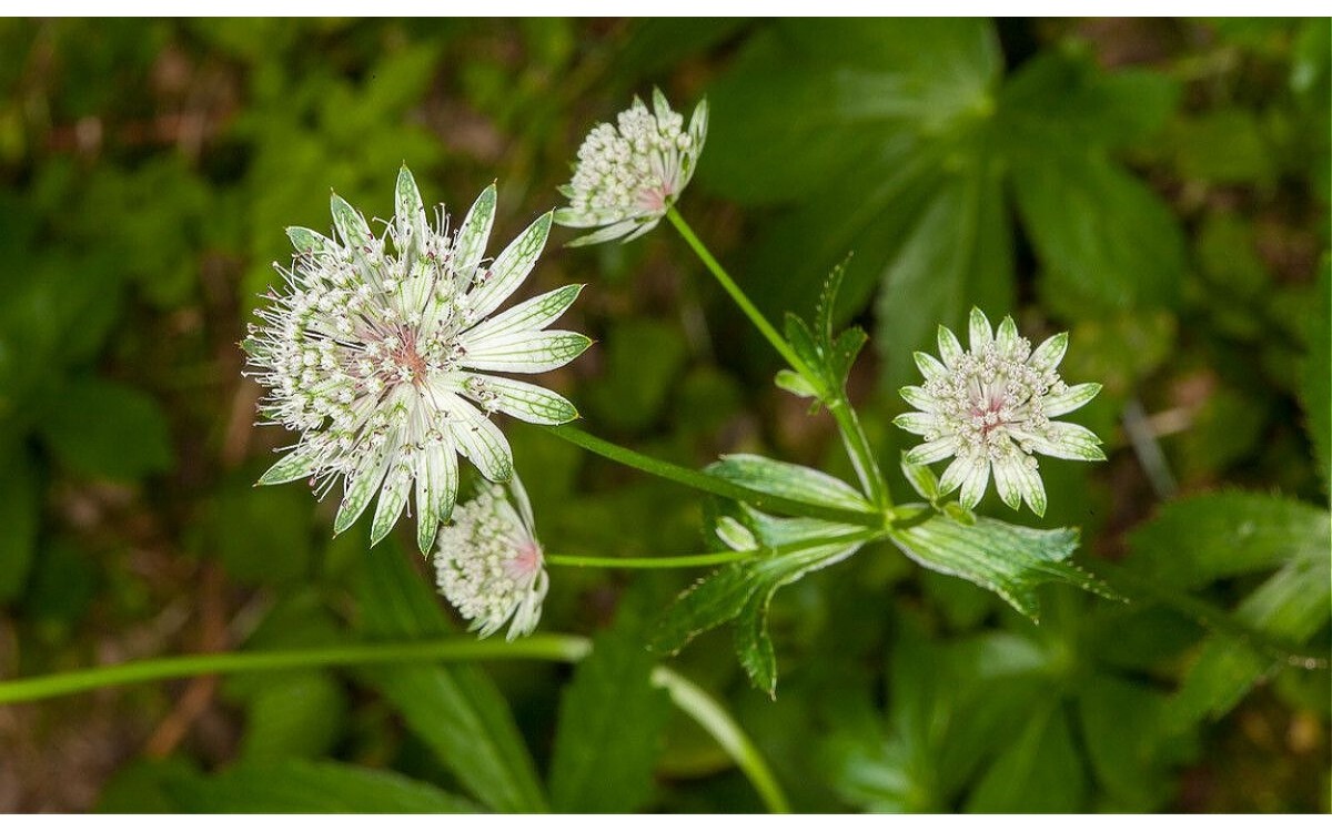 Astrantia major, comúnmente conocida como la Sanícula hembra, "estrella mayor" o "san