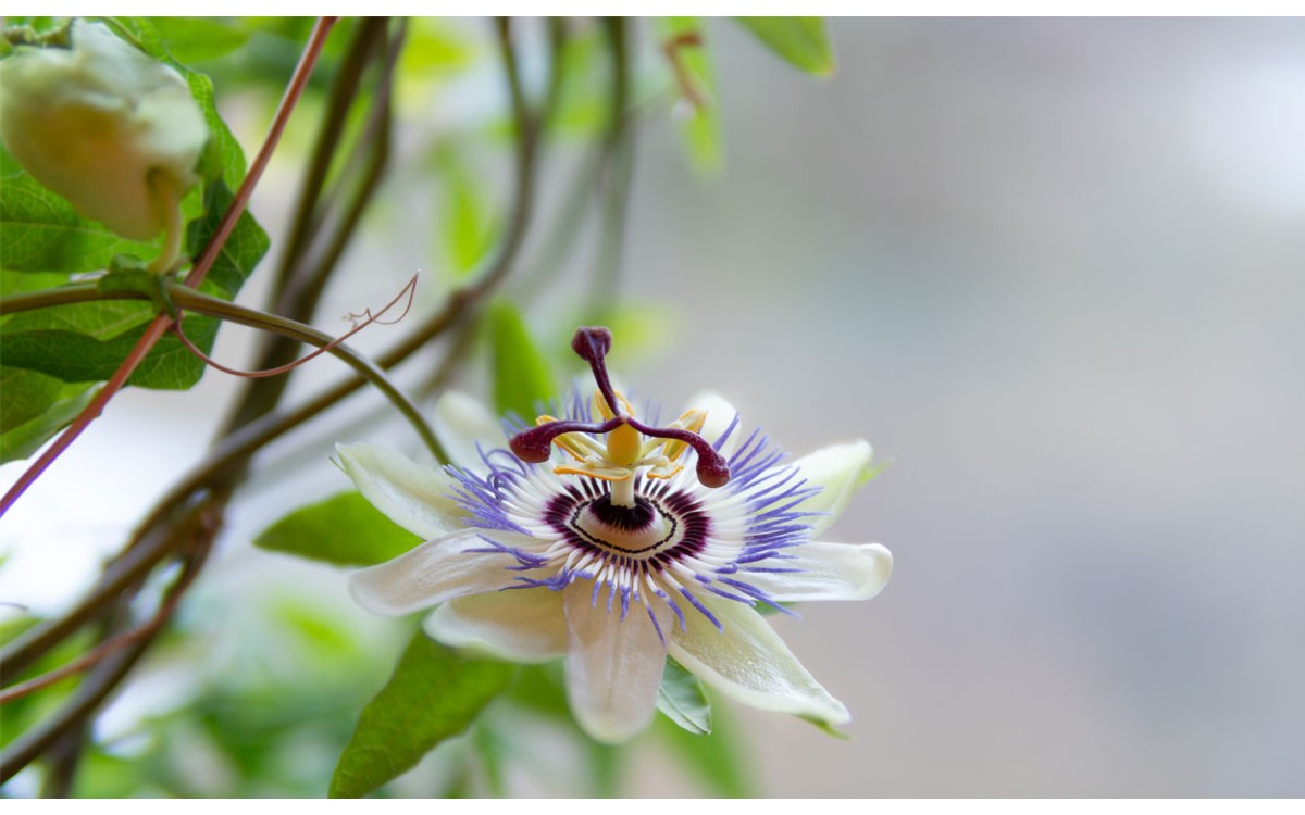 Así es como se deben cuidar las pasifloras para que puedan crecer espectacularmente 