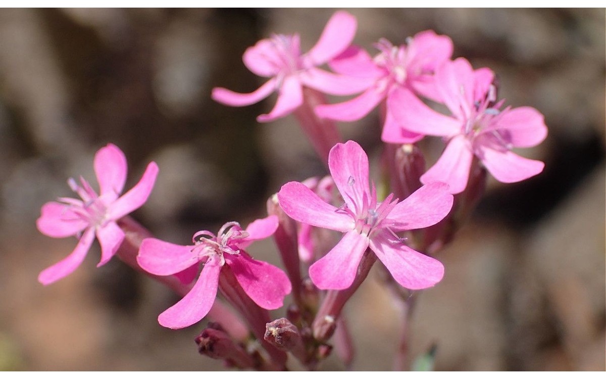 Atocion armeria, comúnmente conocida como hierba de clavo debido a su aroma especiado o Juliana fals