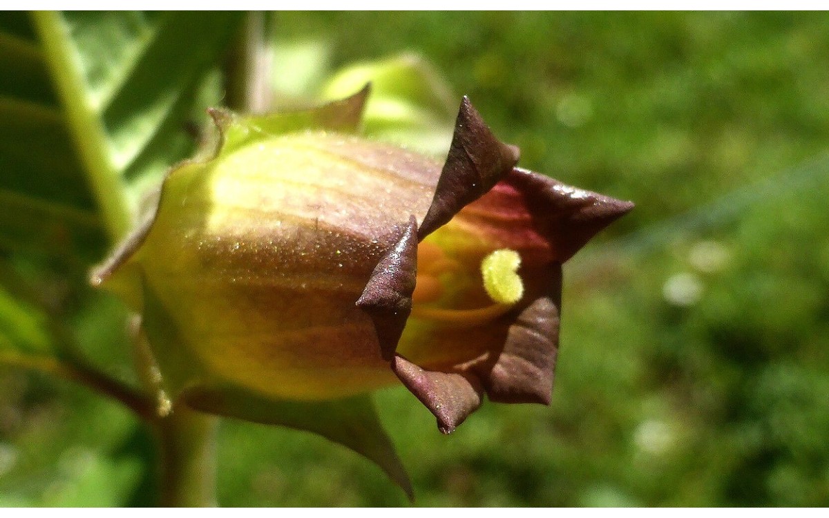 Atropa belladonna