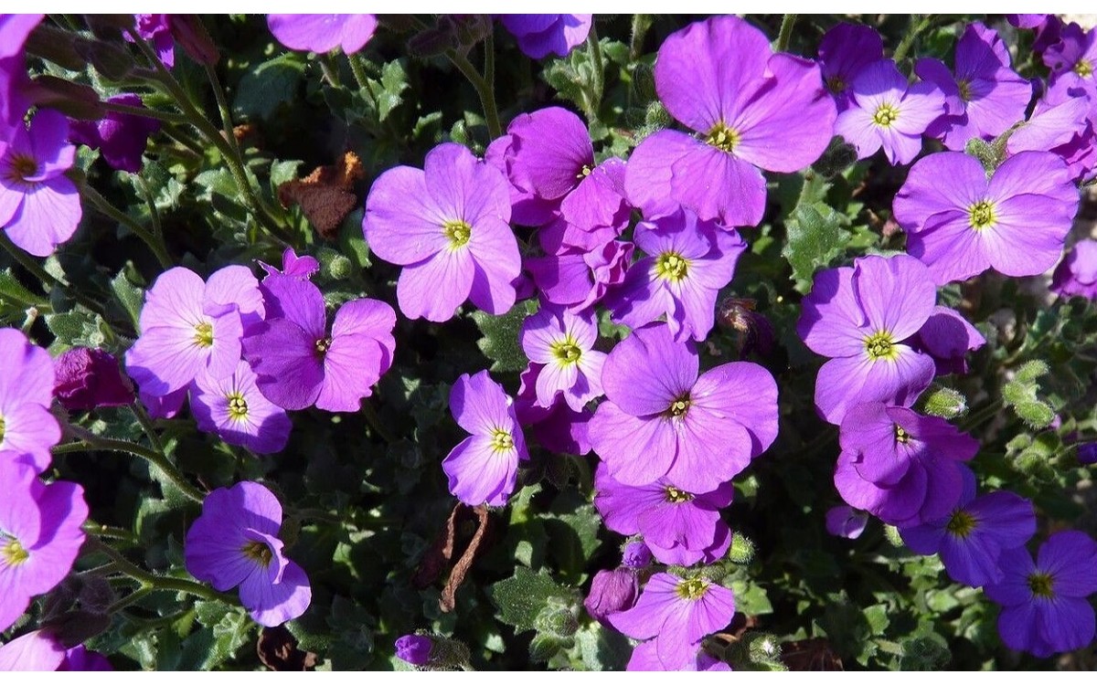 Aubrieta deltoidea