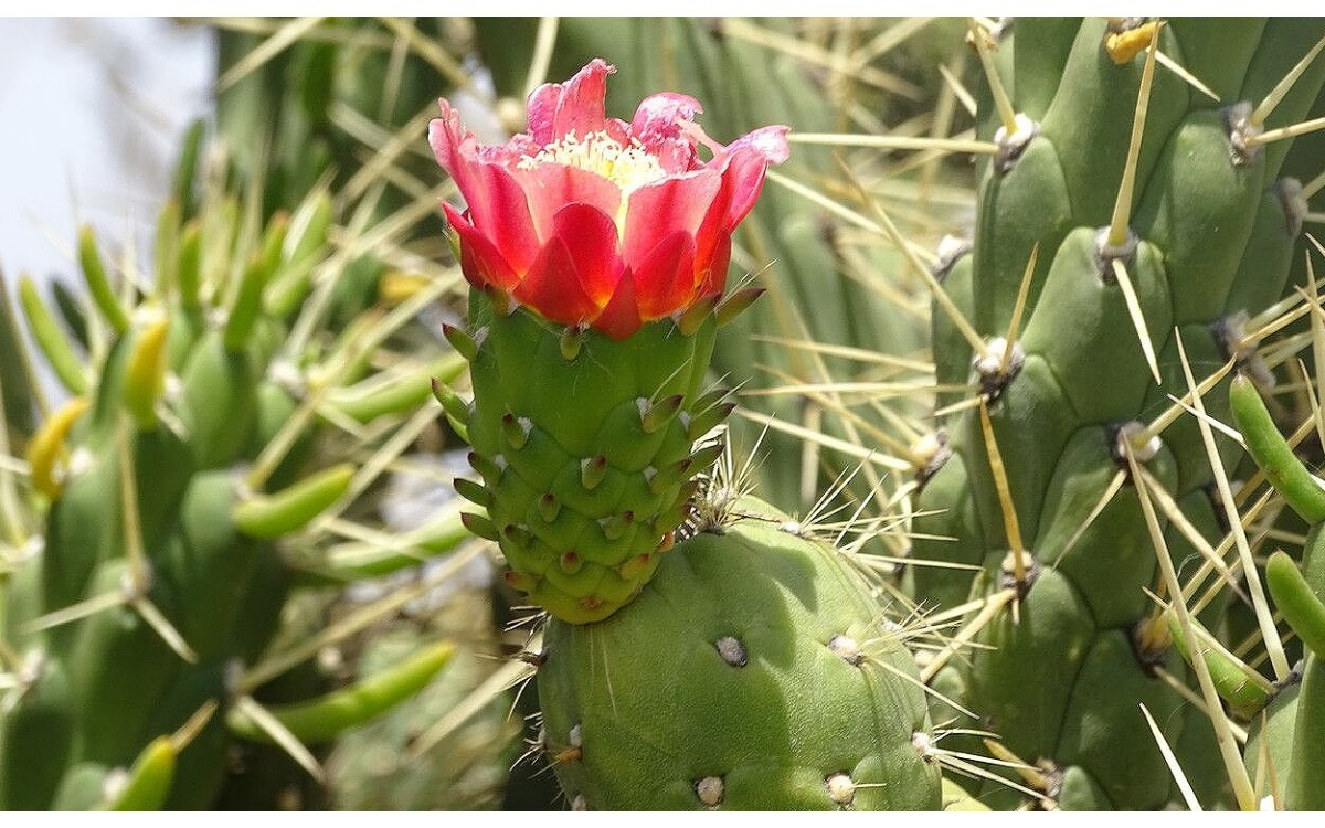 Austrocylindropuntia subulata