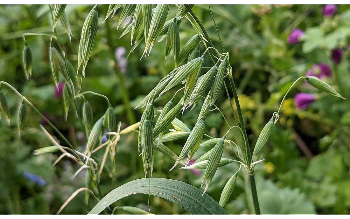 Avena sativa