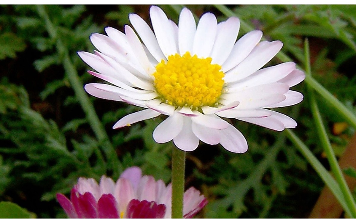 Bellis perennis L