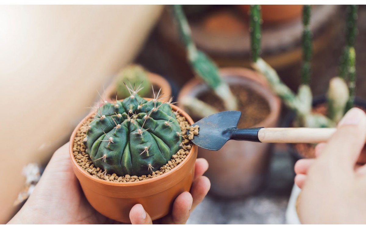 Beneficios de tener un cactus en tu hogar